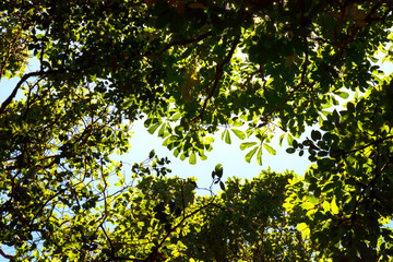Looking up to the top of the tree Saw the sky behind At Doi Inthanon National Park, Thailand