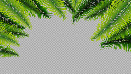 Isolated palm leaves, template for your arts