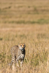 A Cheetah walking in the high grasses inside Masai Mara National Reserve during a wildlife safari