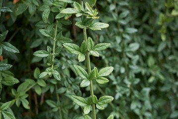 Jasminum nudiflorum