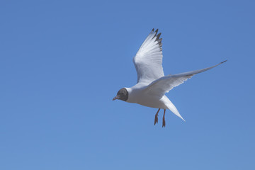 seagull flies along the coast in search of food