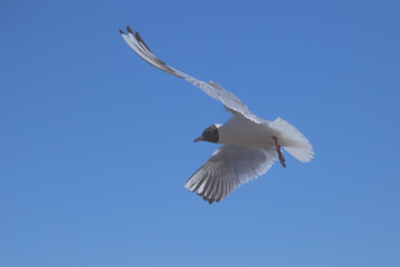seagull flies along the coast in search of food