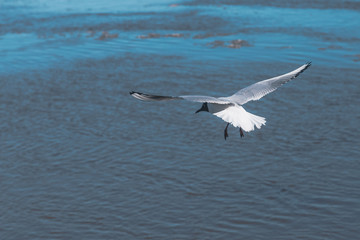 seagull flies along the coast in search of food
