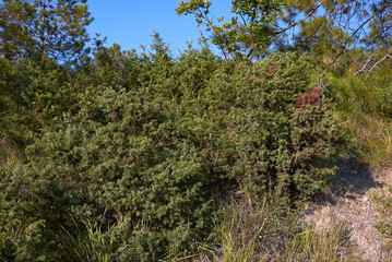 Juniperus communis