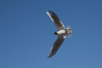 seagull flies along the coast in search of food
