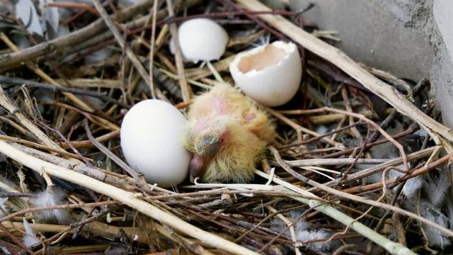The nestlings in the nest. Close-up shot of newborn pigeon chick and one egg. 4K