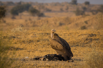 Eurasian Griffon vultures (Gyps fulvus) on carcass near Bikaner, Rajasthan, India
