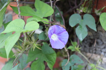 purple flower in the garden