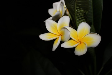 frangipani flower on a background