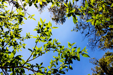 Looking up to the top of the tree, watching the sky behind the natural green leaves at Doi Inthanon National Park, Thailand.