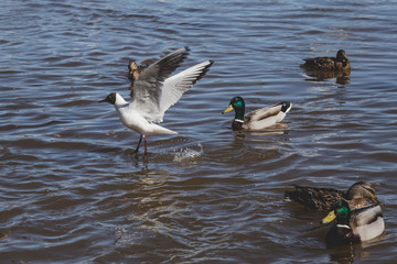 waterfowl enjoying a warm April day