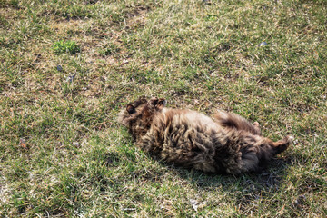 Naklejka na ściany i meble Portrait of a female gray brown cat lying on its back in the grass