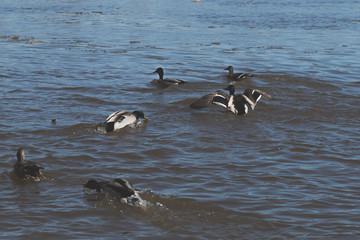 spring mating games in duck flocks