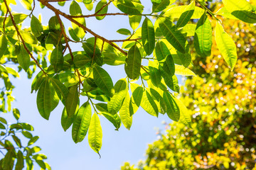 Looking up to the top of the tree, watching the sky behind the natural green leaves at Doi Inthanon National Park, Thailand.