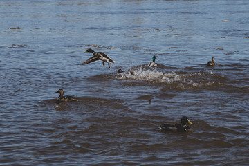 spring mating games in duck flocks