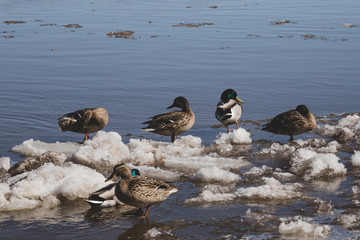ducks are resting on the drifting ice floes © Dmitrii