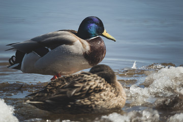 ducks are resting on the drifting ice floes © Dmitrii