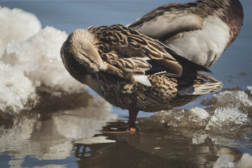 ducks are resting on the drifting ice floes © Dmitrii