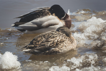 ducks are resting on the drifting ice floes © Dmitrii