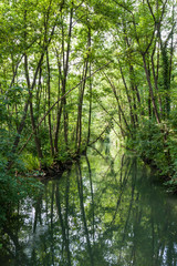 Fototapeta na wymiar Natural park of the Sile river in Italy