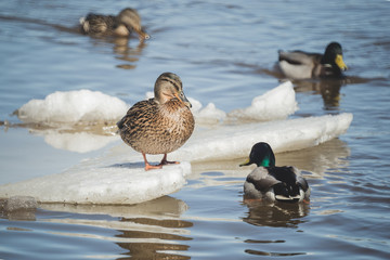 ducks are resting on the drifting ice floes
