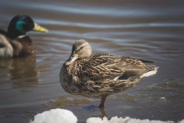ducks enjoy a warm April day