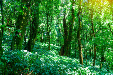 Winter forest On Doi Inthanon National Park, Thailand