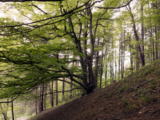Wanderung auf der Schw&auml;bischen Alb auf dem Wanderweg HW1 Albsteig. 