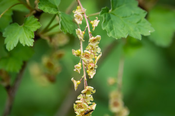 Red Currant Flowers in Bloom in Springtime