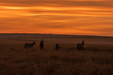 A beautiful sunset in the plains of Africa inside Masai mara national reserve with zebras grazing in the foreground