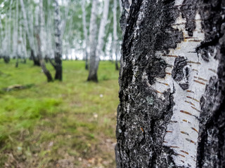 Obraz premium Лес