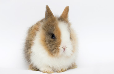 funny rabbit on a white background