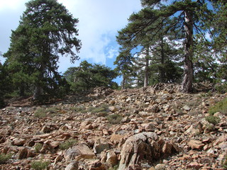 The landscape of the stony surface of the peaks of the mountain ranges on which the old evergreen trees reach the sun.
