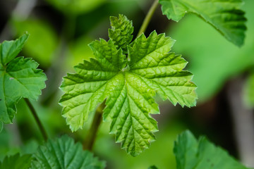 Red Currant Leaves in Springtime