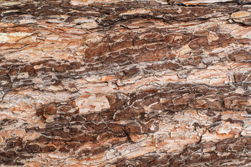 Pine bark texture