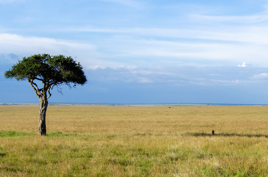 A cheetah relaxing in the shade of a lone acacia tree in the plains of africa inside Masai Mara National Reserve during a wildlife safari