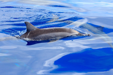 小笠原の海を泳ぐハシナガイルカ
