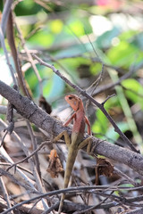Lizard
