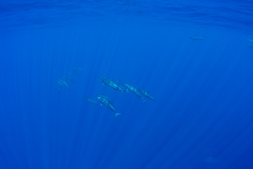 小笠原の海を泳ぐハシナガイルカ