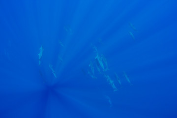 Fototapeta na wymiar 小笠原の海を泳ぐハシナガイルカ