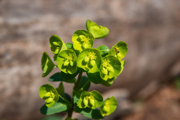 Spurge Inflorescence in Springtime