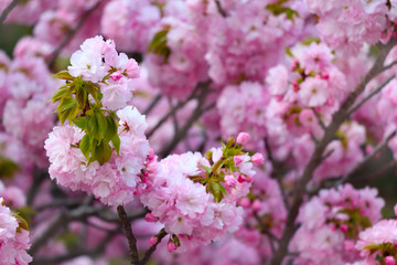 さくら（八重桜）