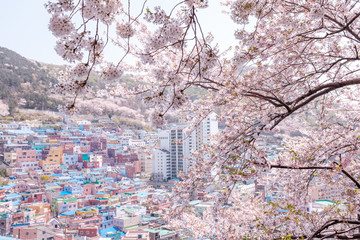 桜の甘村文化村・韓国のマチュピチュ