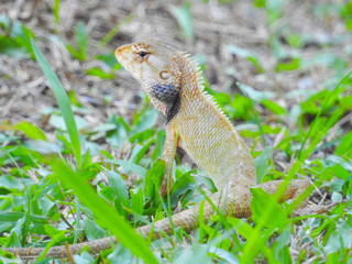 Oriental Garden Lizard sitting on the green grass