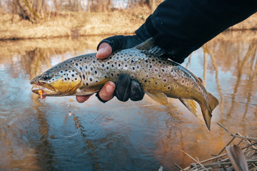 Obraz premium Beautiful trout in the hands of a fisherman.