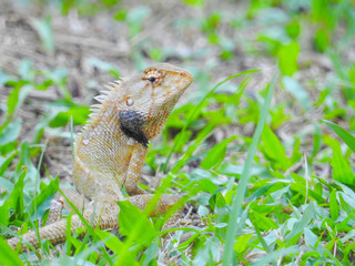 Oriental Garden Lizard sitting on the green grass