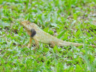 Oriental Garden Lizard sitting on the green grass