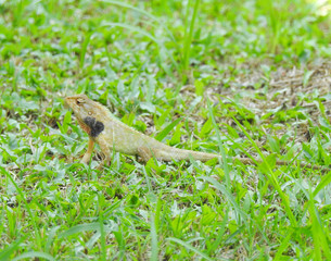 Oriental Garden Lizard sitting on the green grass