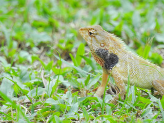 Obraz premium Oriental Garden Lizard sitting on the green grass