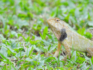 Oriental Garden Lizard sitting on the green grass
